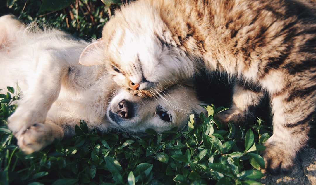 How Pet Ownership and Care Strategies Boost Lifespan and Well-Being for Pets and Humans